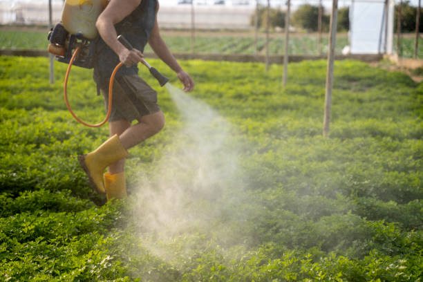 Best Pest Control Near Me  in Pima, AZ